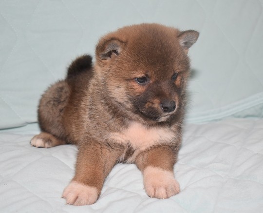 柴犬 子犬番号 15 - 柴犬子犬の販売、ブリーダーサイト にほんの犬