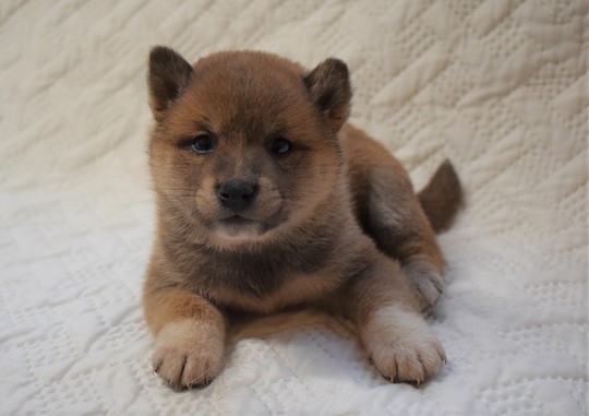 柴犬 子犬番号 6 - 柴犬子犬の販売、ブリーダーサイト にほんの犬