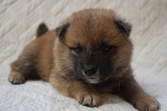 オーナー様が決まった柴犬たち - 柴犬子犬の販売、ブリーダーサイト