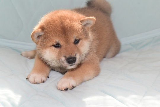 柴犬(茶色)☆ 柴犬 子犬番号 9 - 柴犬子犬の販売、ブリーダーサイト にほんの犬