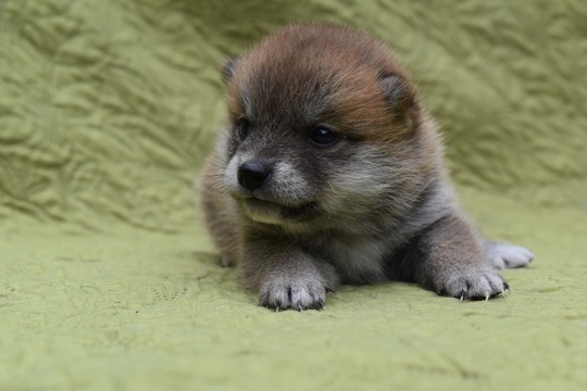 柴犬 子犬番号 23 - 柴犬子犬の販売、ブリーダーサイト にほんの犬