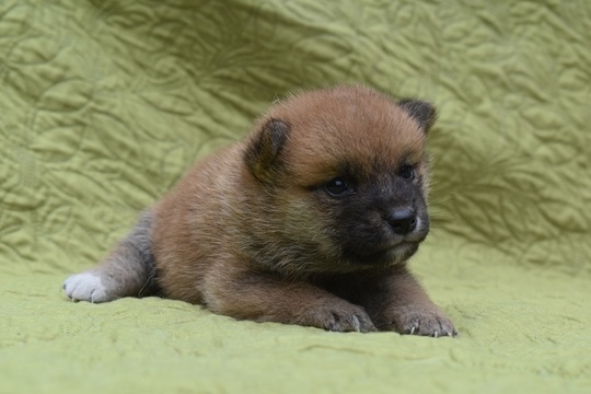 柴犬 子犬番号 24 - 柴犬子犬の販売、ブリーダーサイト にほんの犬