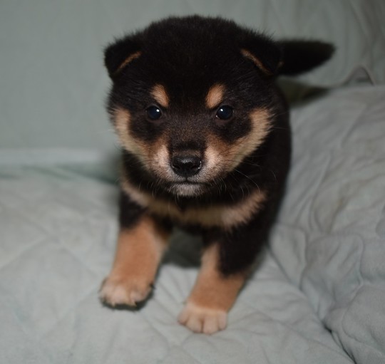柴犬 子犬番号 3 - 柴犬子犬の販売、ブリーダーサイト にほんの犬