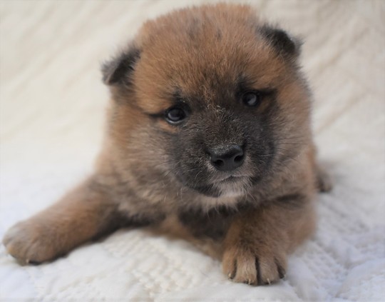 ココドル　柴犬 Amazon.co.jp: Broadwatch ココドル シリーズ 「歌って踊れる豆