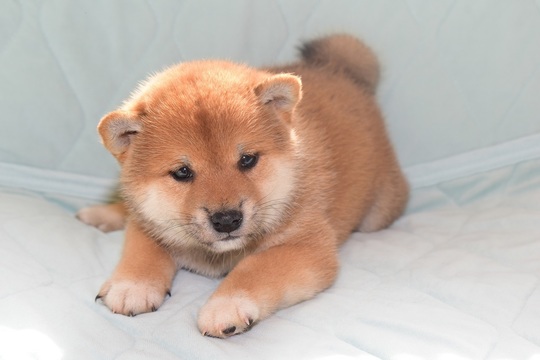 柴犬 子犬番号 9 - 柴犬子犬の販売、ブリーダーサイト にほんの犬