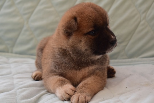 柴犬 子犬番号 2 - 柴犬子犬の販売、ブリーダーサイト にほんの犬