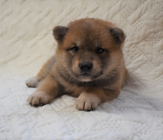 番犬 柴犬 子犬番号 7 - 柴犬子犬の販売、ブリーダーサイト にほんの犬
